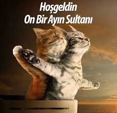Mart Ayi Kediler Icin Mubarek Aydir Cute Animals Cute Cats Crazy Cats