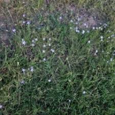 Pagka karon wala pay siak nga nalista ubos niini niya. Wahlenbergia Gracilis Sightings Canberra Southern Tablelands Nsw