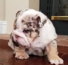 Hand raised miniature english bulldog puppies for sale to breed: Available Puppies English Bulldogs Deluxe Bulldogs Adoption Providing Quality Akc Bulldog Puppies