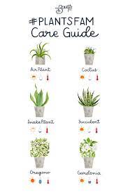 Pin On Succulents Indoor Plants