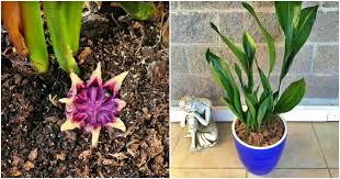 Image result for Kořenokvětka Aspidistra