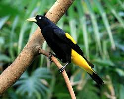 The trees and forests are just a perfect place for these diverse animals and plants to live in their own world. Top 10 Most Seen Animals Amazon Rainforest Gulliver Expeditions