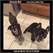 For more information, email us. Texas French Bulldog Rescue Adoptions Rescueme Org French Bulldog Rescue French Bulldog Dog French Bulldog