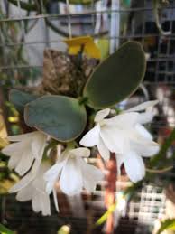 Image result for Aerangis kirkii