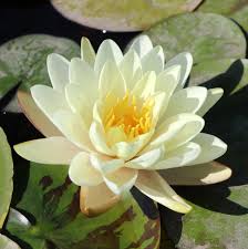 Image result for Nymphaea divaricata