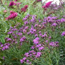 Image result for Vernonia smithiana
