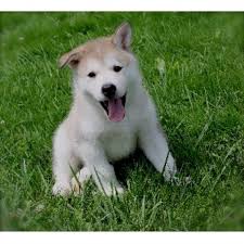 More images for alaskan malamute puppies for sale in canada » Alaskan Malamute Puppy For Sale Ontario