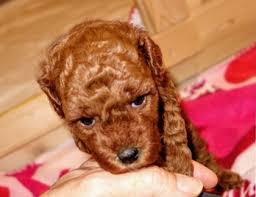 5,000 brands of furniture, lighting, cookware, and more. Original Australian Labradoodle Original Australian Labradoodle Welpen
