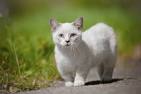 Cat Breeds With Short Legs - Pictures - Petsworld