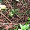 Viburnum leaf surfaces are flecked and whitened; 1