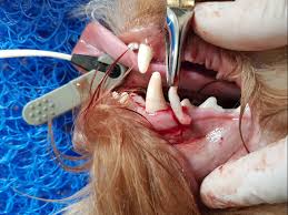 Learn some tips for how to help your little ones when their teeth start to fall out. Retained Milk Teeth Baby Teeth In Dogs Burwood Vet Clinic