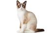 Snowshoe Cat Breed Profile | Petfinder