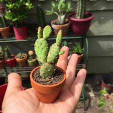 Moon cactus care is similar to caring for most cactus. Top Scoring Links Cactus Plant Aesthetic Plants Cacti And Succulents