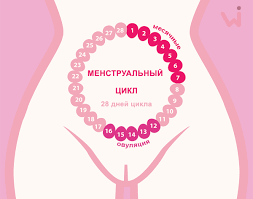 Kak Rasschitat Menstrualnyj Cikl Rasschitat Cikl Mesyachnyh Kak Uznat Kogda Nachnutsya Sleduyushie Mesyachnye