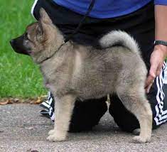 Kamgaard Norwegian Elkhounds News 2008 Elkhound Puppies Puppies Dogs
