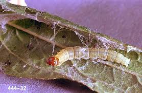 Image result for Archips rosanus