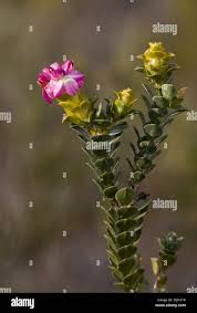 Image result for Penaeaceae