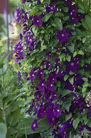 Full sun or partial shade. Clematis Etoile Violette Clematis Plants Clematis Vine