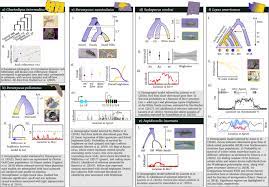 Net, speciation evolution, process natural selection and evolution webquest, evolution by example for the mice that lived in the beach area with tan sand none of the mice, charles darwin evolution packet answer key pdf free pdf download now source 2 evolution packet answer key pdf. The Population Genetics Of Crypsis In Vertebrates Recent Insights From Mice Hares And Lizards Heredity