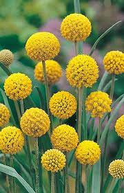 Billy Button Wildflower Australian Native Flowers Billy Buttons Australian Flowers