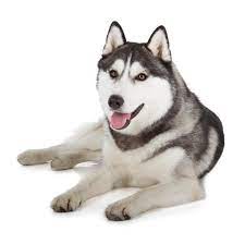 Anuncios con fotos de mastines. Husky Siberiano Caracteristicas Temperamento Y Colores