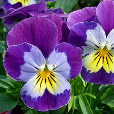 Browse their collection of lavish. Heirloom Johnny Jump Up Seeds Terroir Seeds