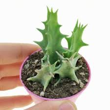 Image result for Orbea carnosa