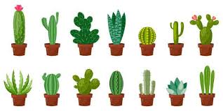 Pair cactus plants with other colorful succulents, gravels, and big stones, to create a rock garden that everyone will admire. 25 Beautiful Cactus Garden Ideas Trees Com