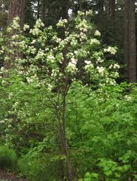 Image result for Ceanothus