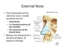 Various terms are used in its description. Anatomy Of Nose And Paranasal Sinus Ppt Download