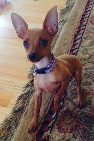 Join our community of paw lovers across the u.s. Buy Doberman Puppy Nyc Crazypurplemama