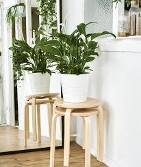 How To Shop For Plants At Ikea Like A Pro Ikea Plants Plants Hanging Plants