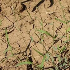 Image result for Moorochloa eruciformis