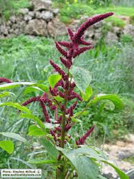 Image result for Amaranthus cruentus