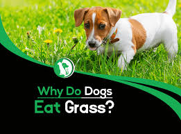 A species thousands of years old, dogs are scavengers who will eat anything and everything. Why Do Dogs Eat Grass