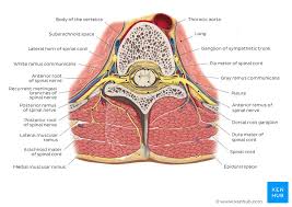 The cervical spine is the top part of the spine. Anatomy Of The Back Spine And Back Muscles Kenhub