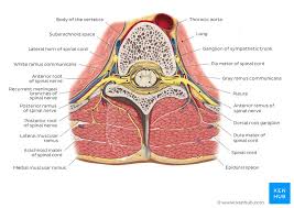 There also are bands of fibrous connective tissue—the ligaments and the tendons—in intimate front and back views of the human skeleton. Anatomy Of The Back Spine And Back Muscles Kenhub