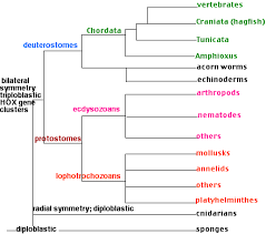 The most familiar invertebrates include the protozoa, porifera, coelenterata, platyhelminthes, nematoda, annelida, echinodermata, mollusca and arthropoda. 19 1 10 Invertebrates Biology Libretexts