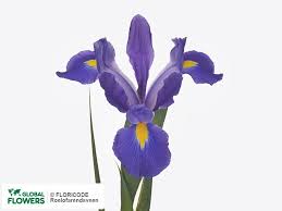 Flower delivery perfect for any occasion! Irises By The Piece Buy In Frankfurt Am Main At A Bargain Price On Global Flowers