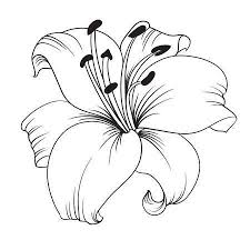 La fleur de lys a une signification importante qui remonte à l'époque où les grecs régnaient dans le monde. Lys Blanc Isole Sur Un Fond Blanc Carte Avec Fleurs De Lys Vector Illustration Fleur De Lys Dessin Dessin Pivoine Croquis De Fleurs