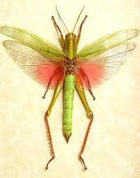 With our rhino grasshopper tutorials, you can learn grasshopper faster and easier!learning to think parametrically is a rhino grasshopper tutorials. Grasshopper Bugs And Insects Beautiful Bugs Grasshopper