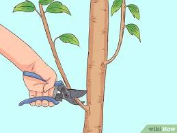 We did not find results for: How To Prune A Pear Tree 12 Steps With Pictures Wikihow