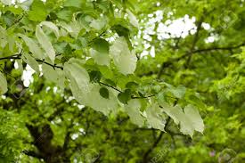 From wikipedia, the free encyclopedia. Davidia Involucrata The Dove Tree Handkerchief Tree Pocket Stock Photo Picture And Royalty Free Image Image 134566278