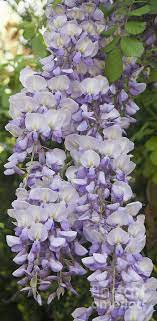 Wisteria Vine 3 Pretty Flowers Flower Garden Beautiful Flowers