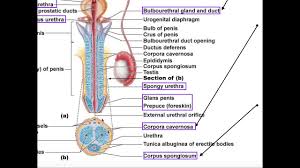Be sure that you have the anatomy correct before posting or correcting others. Male Reproductive Anatomy Penis Urethra Youtube