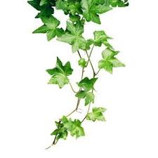 She is first seen in chapter 2. How To Take Care Of Ivy Plants Hunker Ivy Plant Indoor Ivy Plants Plants