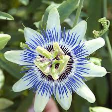 Passion Flower Vine At Spring Hill Nurseries Blue Passion Flower Passion Flower Flowering Vines