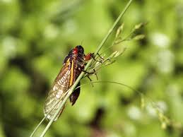 It's named after cicada because people are aware of cicada's existence by their sound instead of forms. Ø­Ø´Ø±Ø© Ø§Ù„Ø²ÙŠØ² Ø´Ø¹Ù„Ø© Com