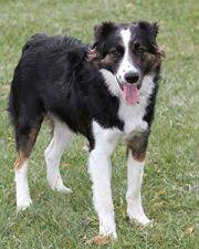 Central Dakota Humane Society Odin Humane Society Cuddly Animals Pets