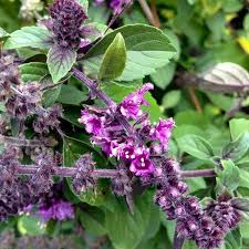 Image result for Ocimum fimbriatum